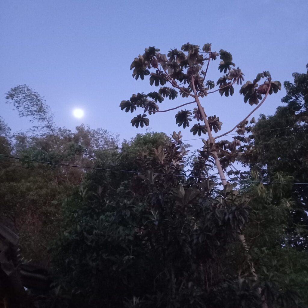 La exuberante naturaleza que rodea la Casa Alpina do Rosa ofrece un entorno mágico, especialmente durante las noches de verano. Bajo la luz de la luna llena, la acogedora brisa y el agradable clima crean el ambiente perfecto para relajarse y disfrutar de la tranquilidad del entorno. Una invitación a conectar con la naturaleza y disfrutar de la paz que sólo Praia do Rosa puede ofrecer.